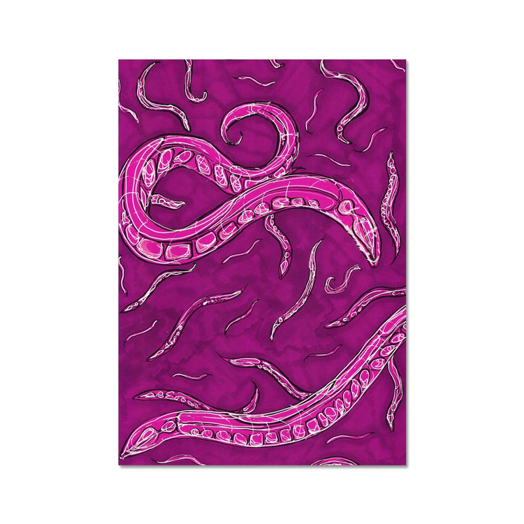 C elegans Hahnemühle German Etching Print