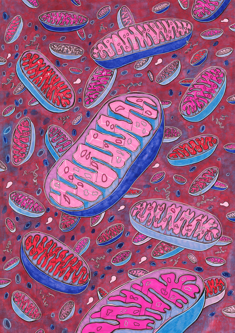 Mitochondrial Chromosomes Hahnemühle German Etching Print