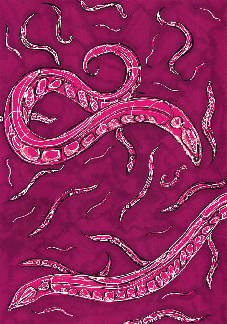 C elegans Hahnemühle German Etching Print