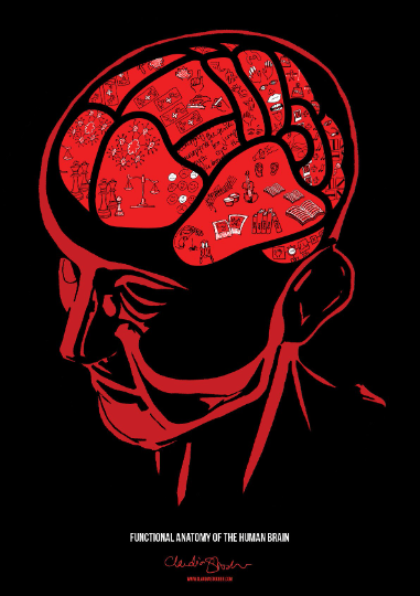 Brain Areas - A2 Poster (Red) (UK Stock)