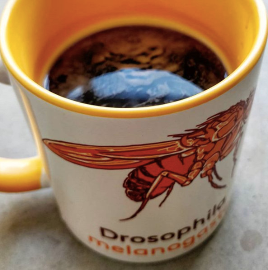 Drosophila fly mug - Boutique Science