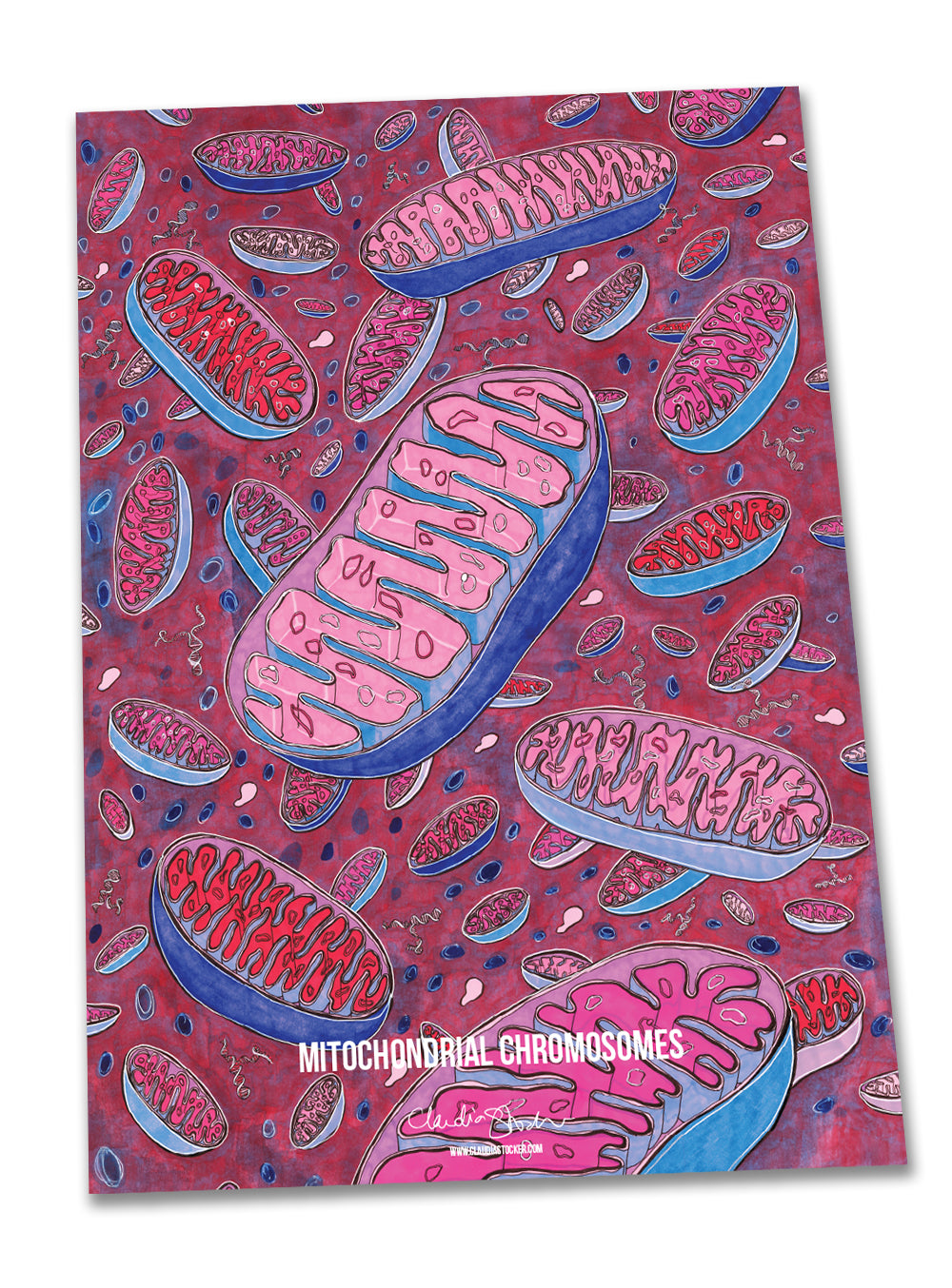Mitochondrial chromosomes poster - Boutique Science