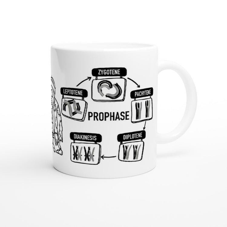 Prophase Stages Mnemonic mug